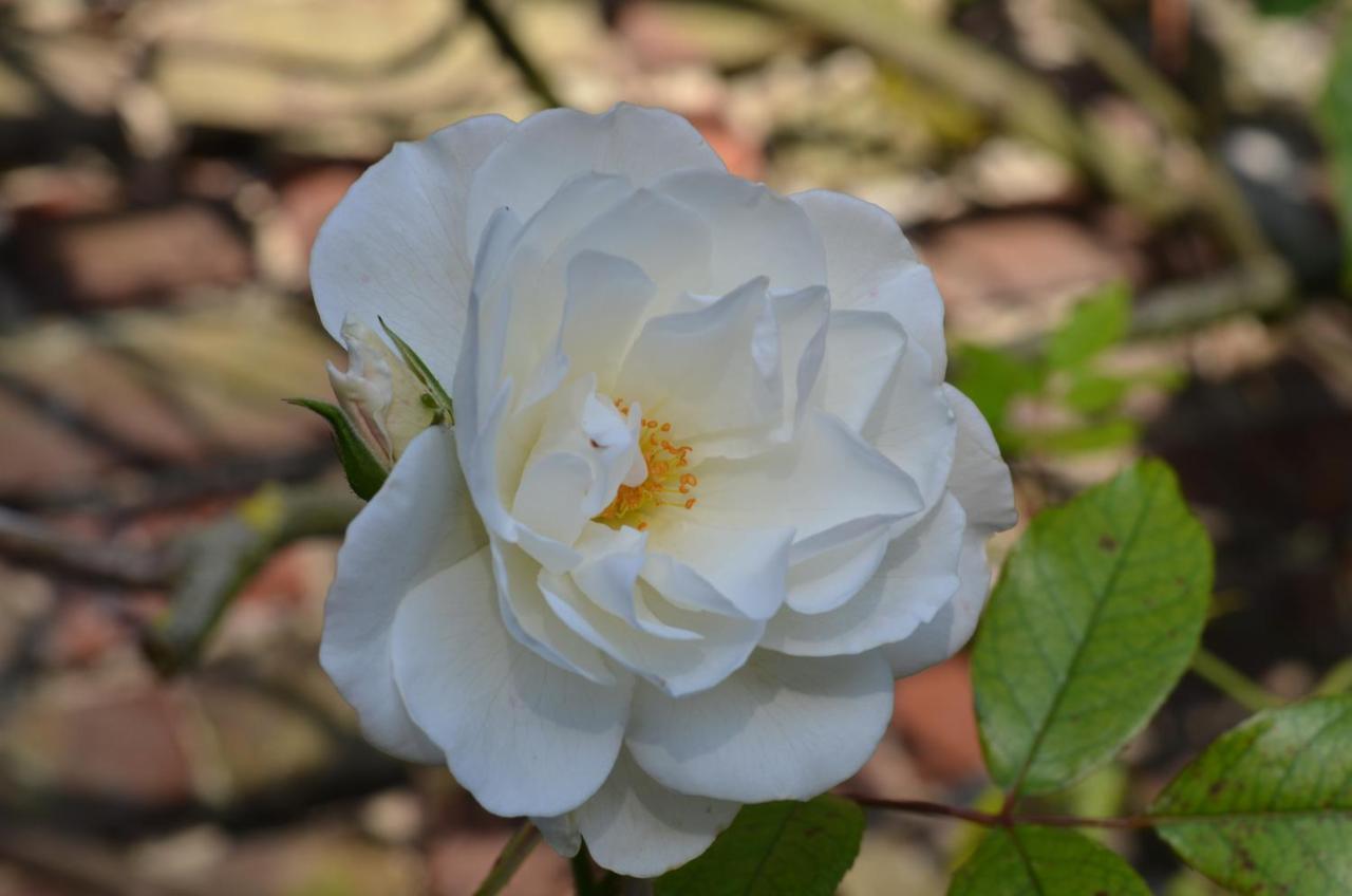 B&B La Tour Blanche Forest-Montiers ภายนอก รูปภาพ
